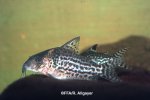 Corydoras ambiacus
